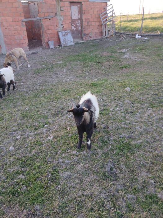 Cabrito  para vender
