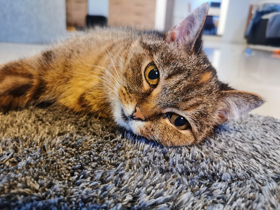 Spokojna bura koteczka Zosia do adopcji.