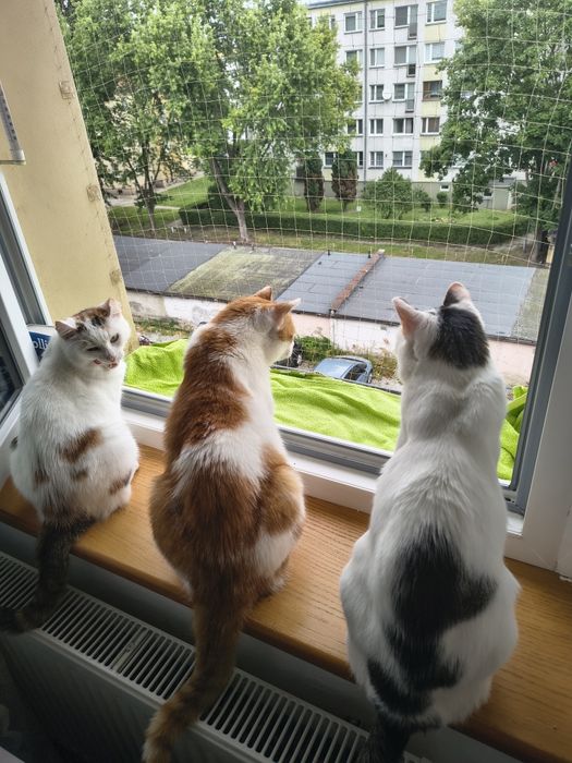 BEHAWIORYSTA KOTA | konsultacje | opieka nad kotami