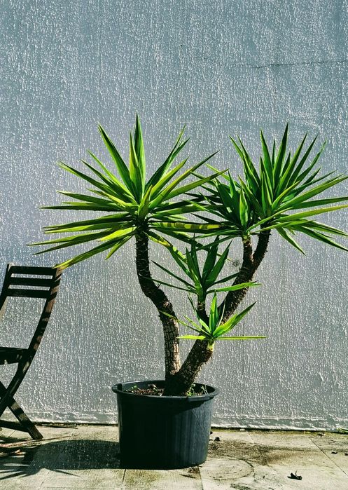 Plantas Yucca  em vaso