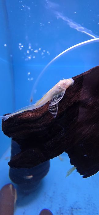 Pack 2 Escalares + 1 Ancistro long fin (Peixes nas fotos)