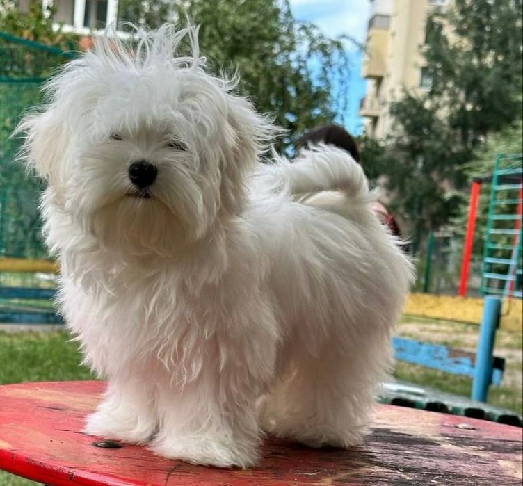 Дівчинка міні, Maltese