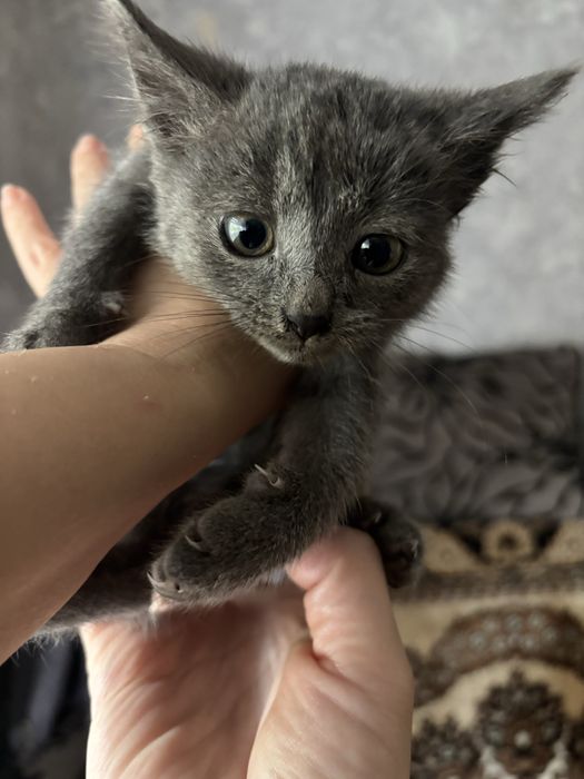 Котики в добрі руки