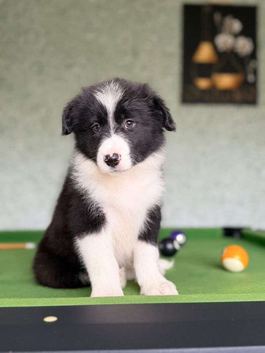 Border Collie Piesek