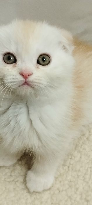 Чарівний шиншиловий хлопчик скоттіш фолд