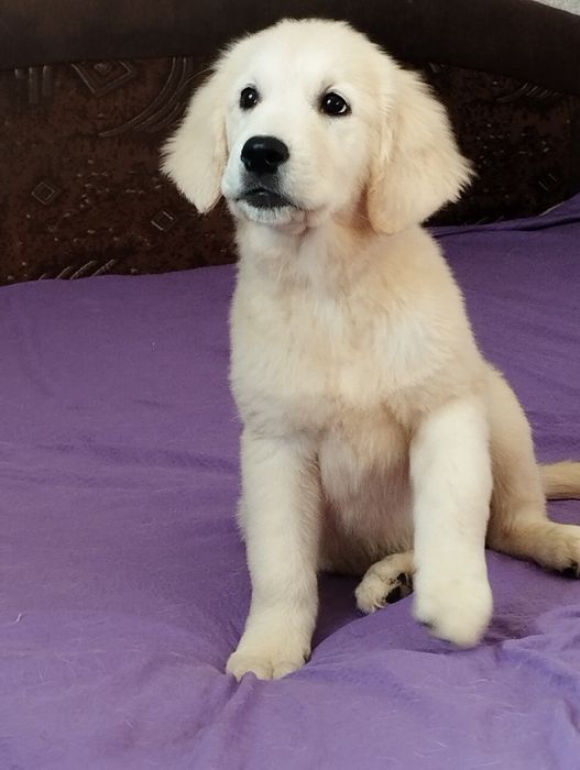 Дівчинка золотистого ретрівера шукає родину.