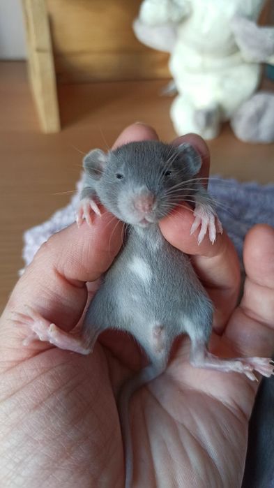 Криси дамбо, голубі дівчатка