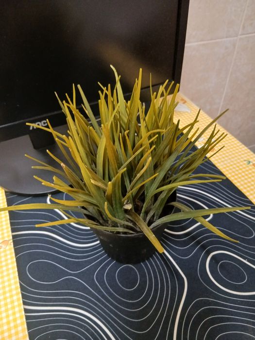 Planta de decoração