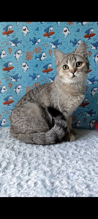 Дівчинка скотіш страйт.