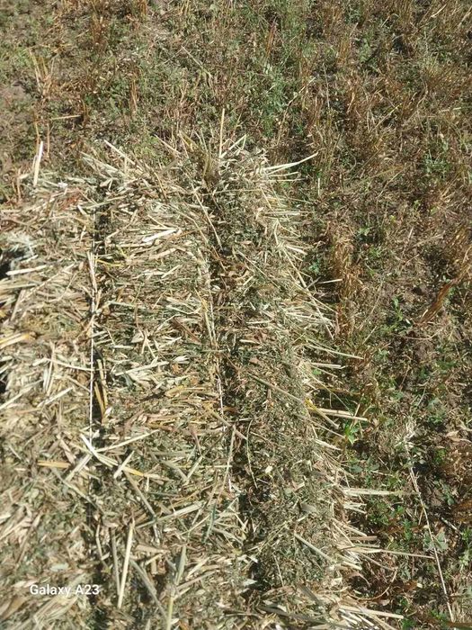 Продам сіно в тюках (суміш: вика, люцерна, злакові).