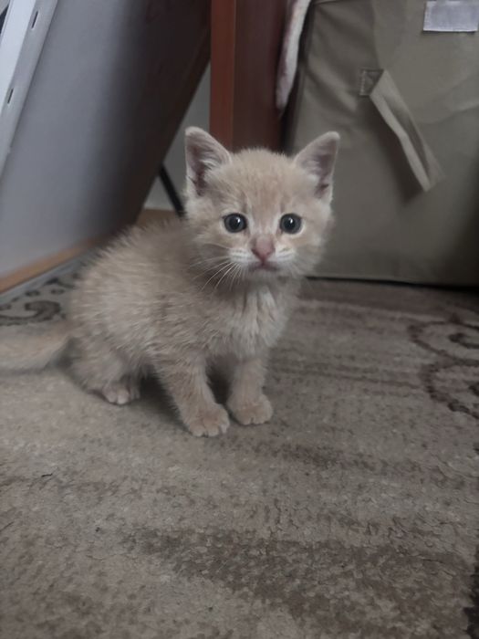 Віддаємо котика в добрі руки