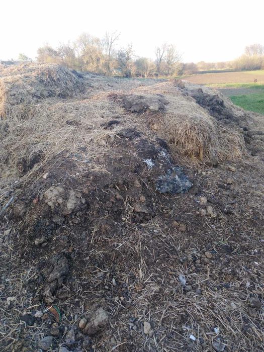 Перегной коровяк