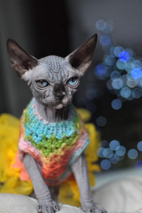 Sfinks piekny łysy kot