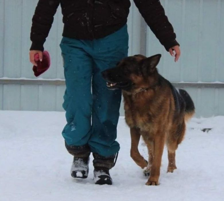 Бронювання Цуценята німецької вівчарки