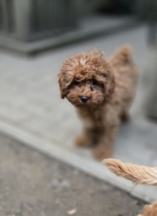 Cavapoo /maleńka dziewczynka