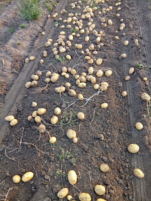 Ziemniaki ,buraczki czerwone