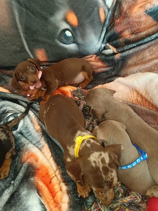 Jamnik krótkowłosy minatura merle