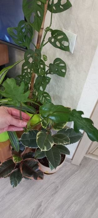 Продам красивый набор филодендронов либо по отдельности)!