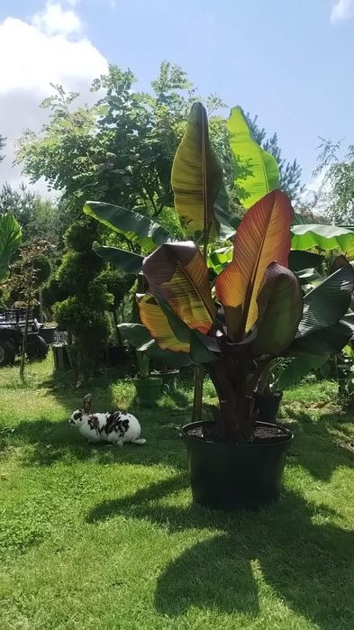 Sprzedam samice krolika rex roczna , mozliwosc kotnej