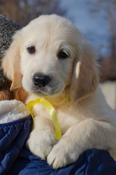 Цуценята золотистого ретривера, КСУ