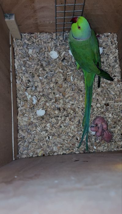 Aleksandretta obrożna