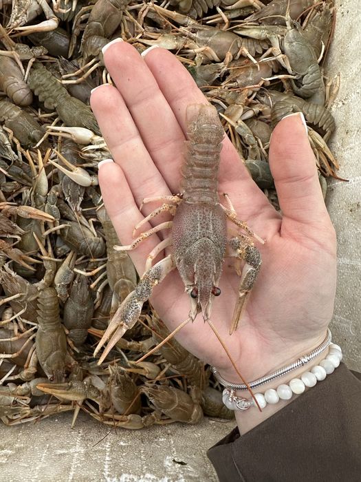 Живые раки/Мидии -20%