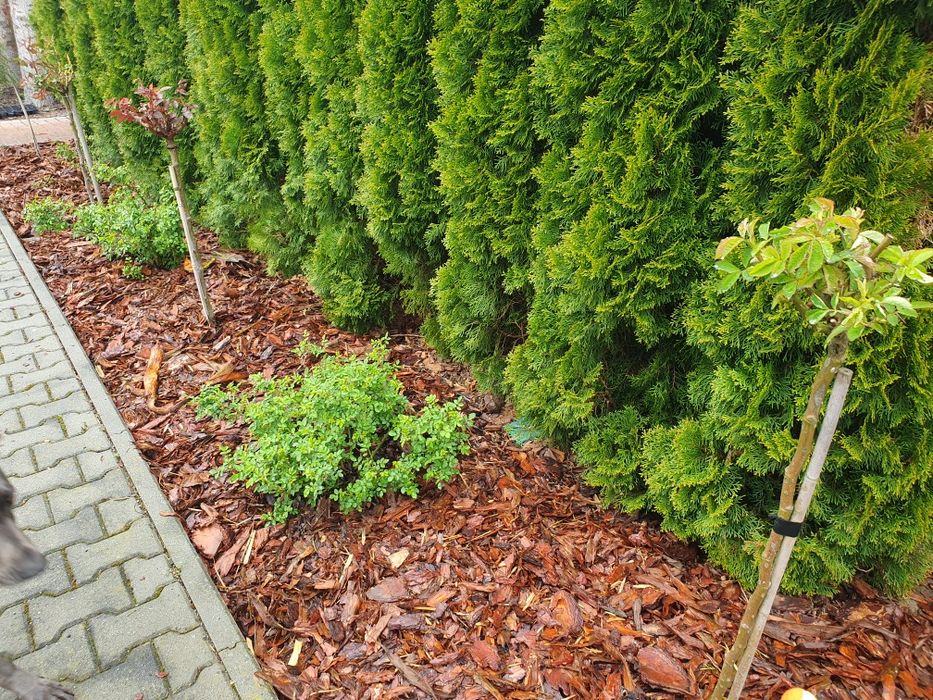 Kora sosnowa dekoracyjna ozdobna