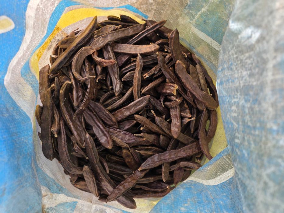 Alfarroba limpa à venda (120 kg) – Tavira