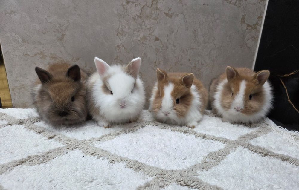 Króliczki Karzełki