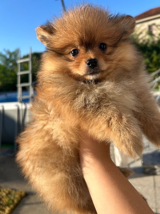 Spitz Disponivel