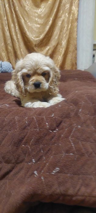 Американський кокер спаніель