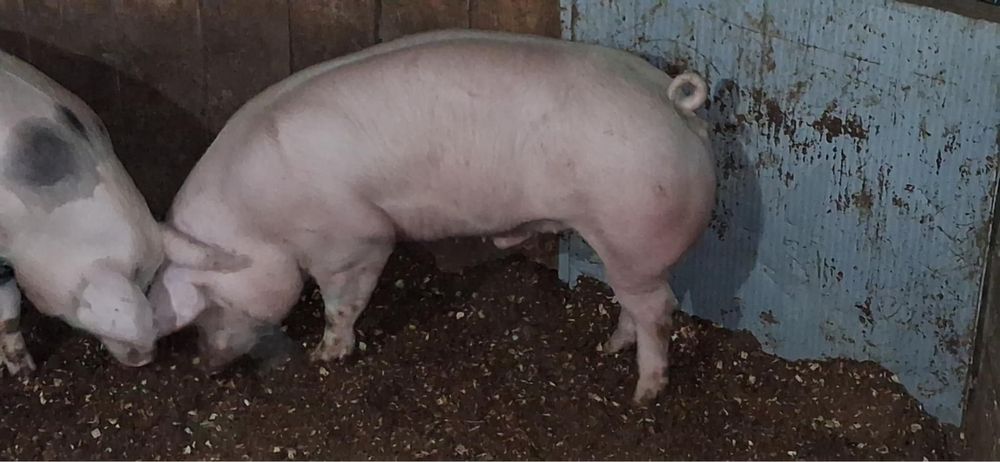 Vendo porcos cx pietran