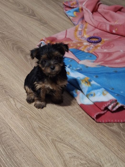 Sunia yorkshire terrier