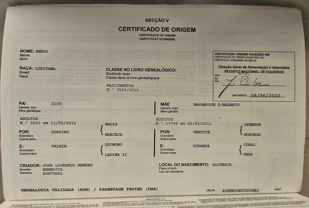 Cavalo Lusitano Puro