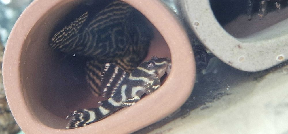 Zbrojnik Hypancistrus L333 Glonojad 3+ cm.