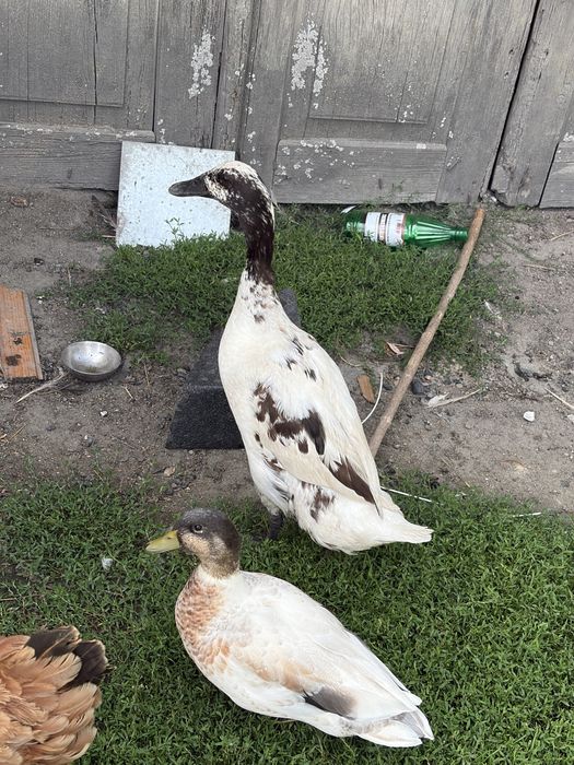 Sprzedam kaczki biegusy francuskie i call duck
