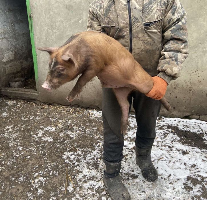 Поросята , кабанчик, дюрок