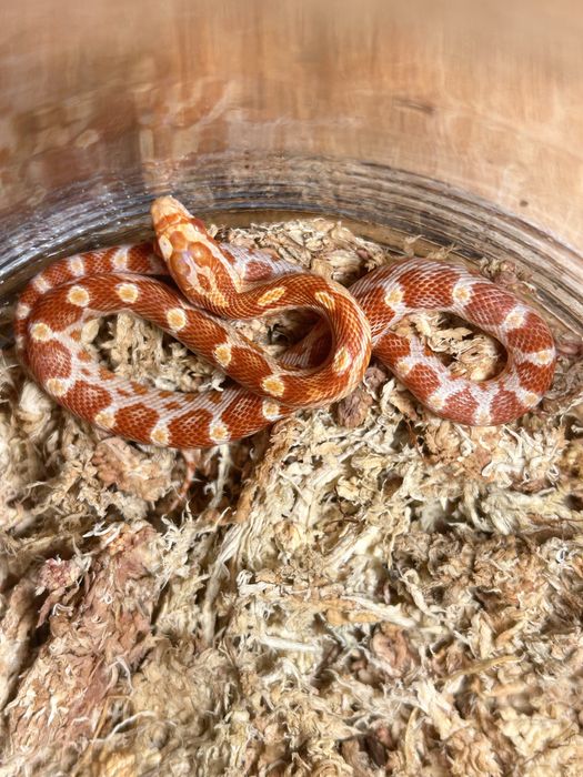 Wąż zbożowy Amel poss red factor