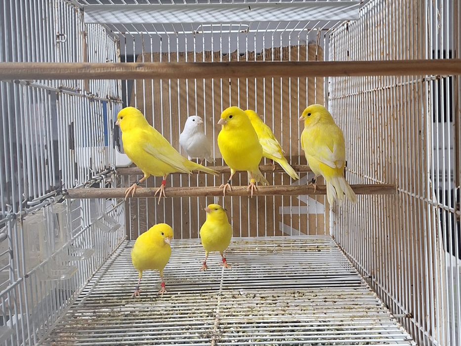 Canários branco recessivo e amarelos