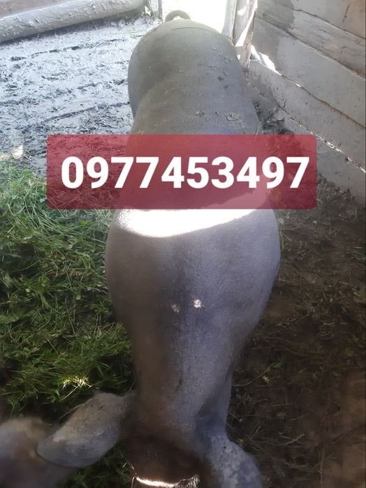 Свині-Льохи Мангал.