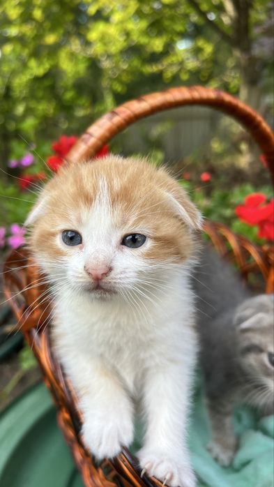 милий висловухий  котик