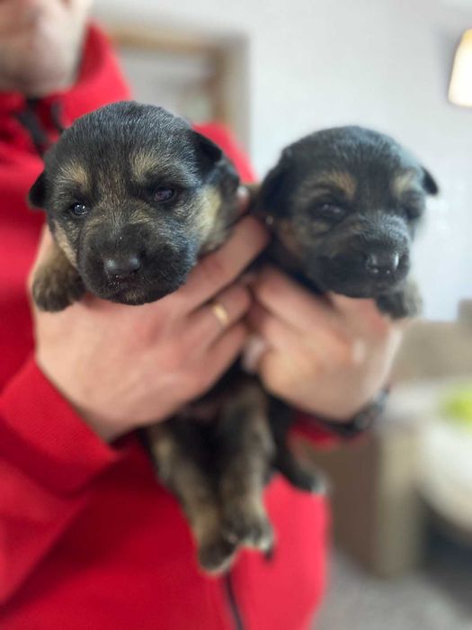 Чудові цуценята німецької віівчарки . Вакциновані.