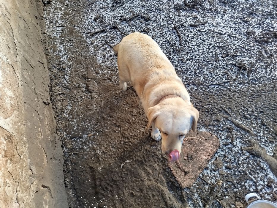 Лабрадор дівчинка