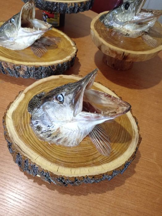 Чучело головы щуки.