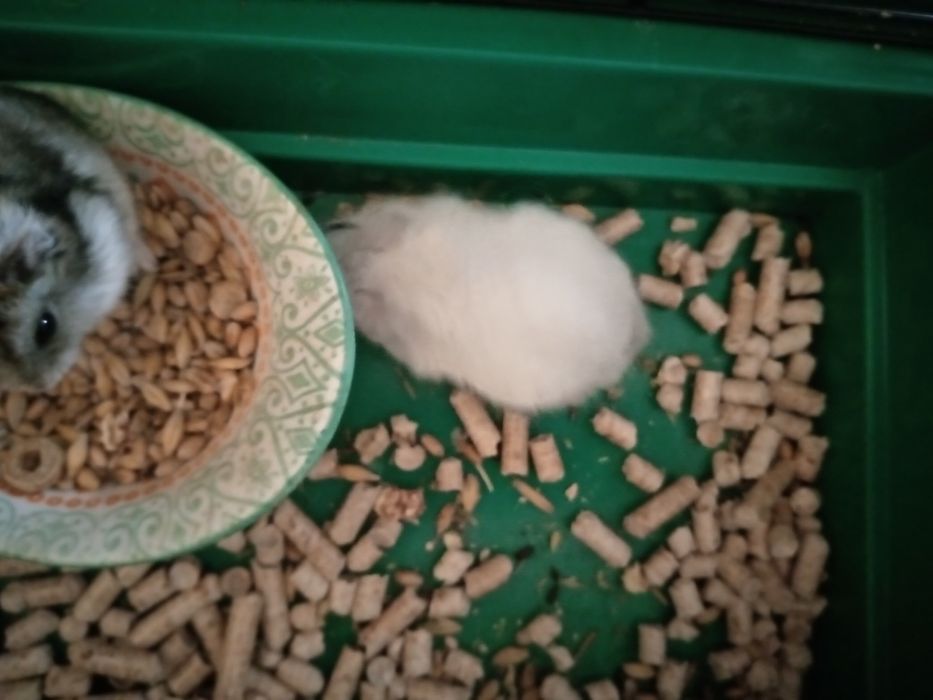 Хомячки Кременчуг