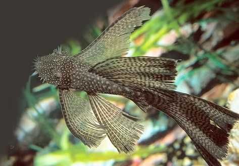 Ancistrus varias linhas