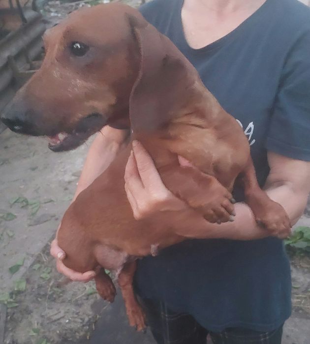 Віддам в добрі руки собачку