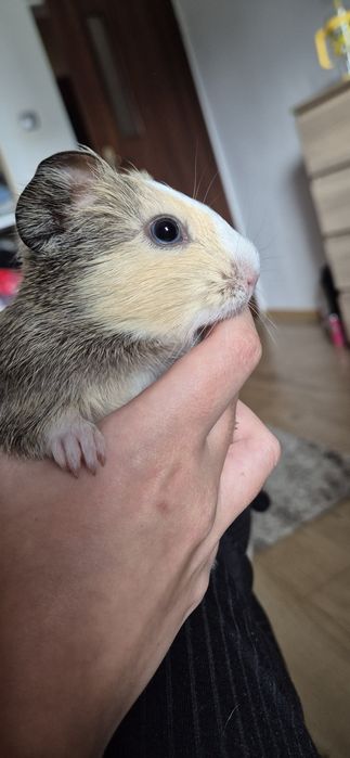 Oddam świnki morskie