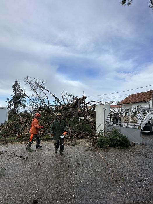 Corte de arvores dificeis / poda / abate