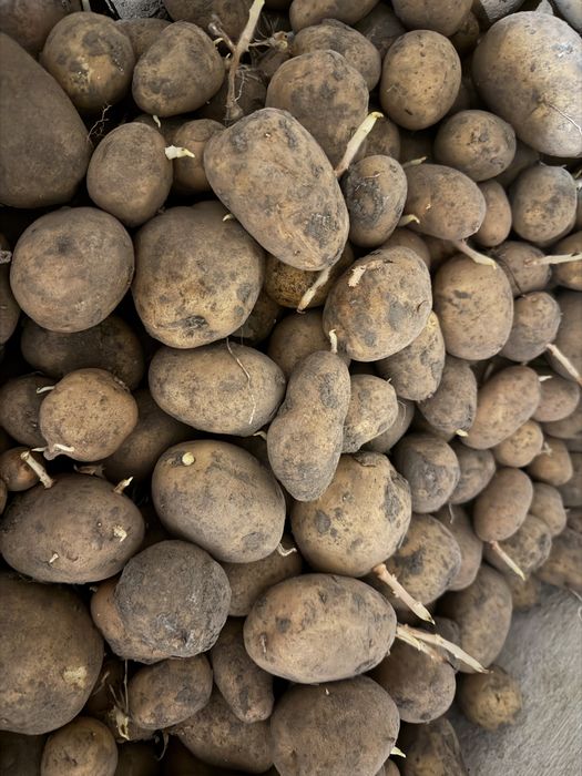 Картопля велика і середня